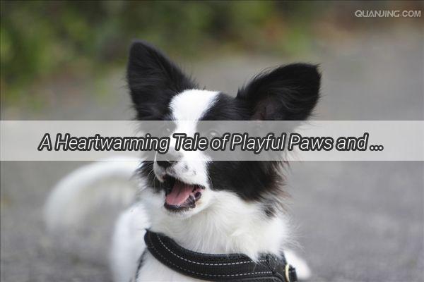 A Heartwarming Tale of Playful Paws and a Loyal Lady A Day of Joyful Bonding